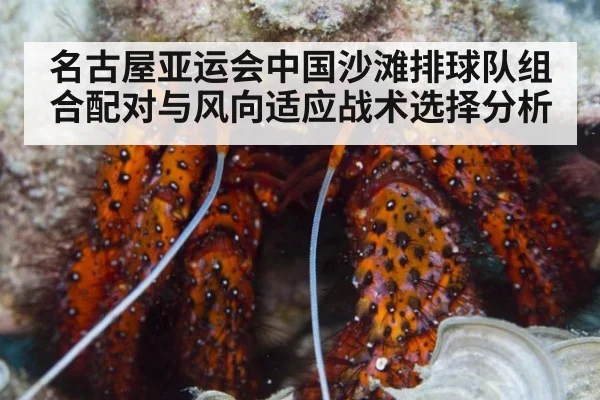 名古屋亚运会中国沙滩排球队组合配对与风向适应战术选择分析